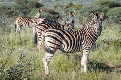 Jaci's Tree Lodge Zebra